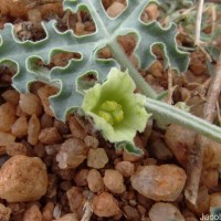 Citrullus colocynthis (L.) Schrad.